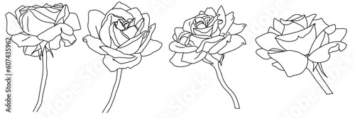 Rose blossom in bloom black outline illustration. Hand drawn realistic detailed vector clipart collection.