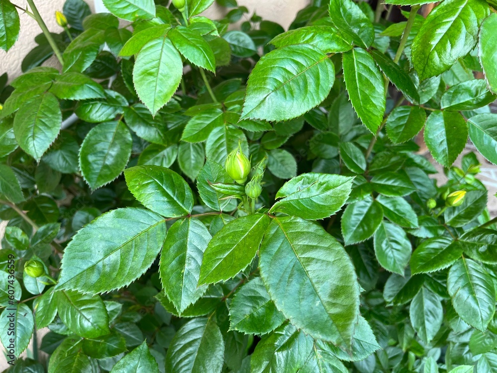 Rose bud with green leaves Rose bud with green leaves