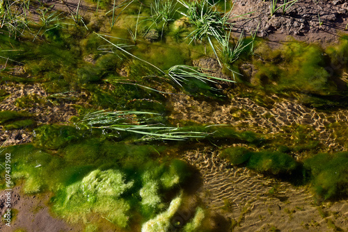 Green algae in aquatic environment , Patagonia, Argentina.