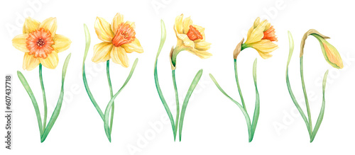 Valokuva Set of yellow watercolor daffodils