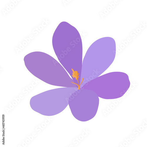 Collection of crocuses and saffrons. A set of spring purple, yellow and white crocuses. Vector illustration of beautiful multicolored flowers
