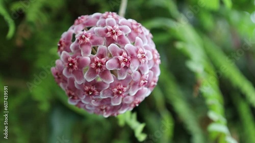 Hoya carnosa flowers. Porcelain flower or wax plant. pink blooming flowers ball