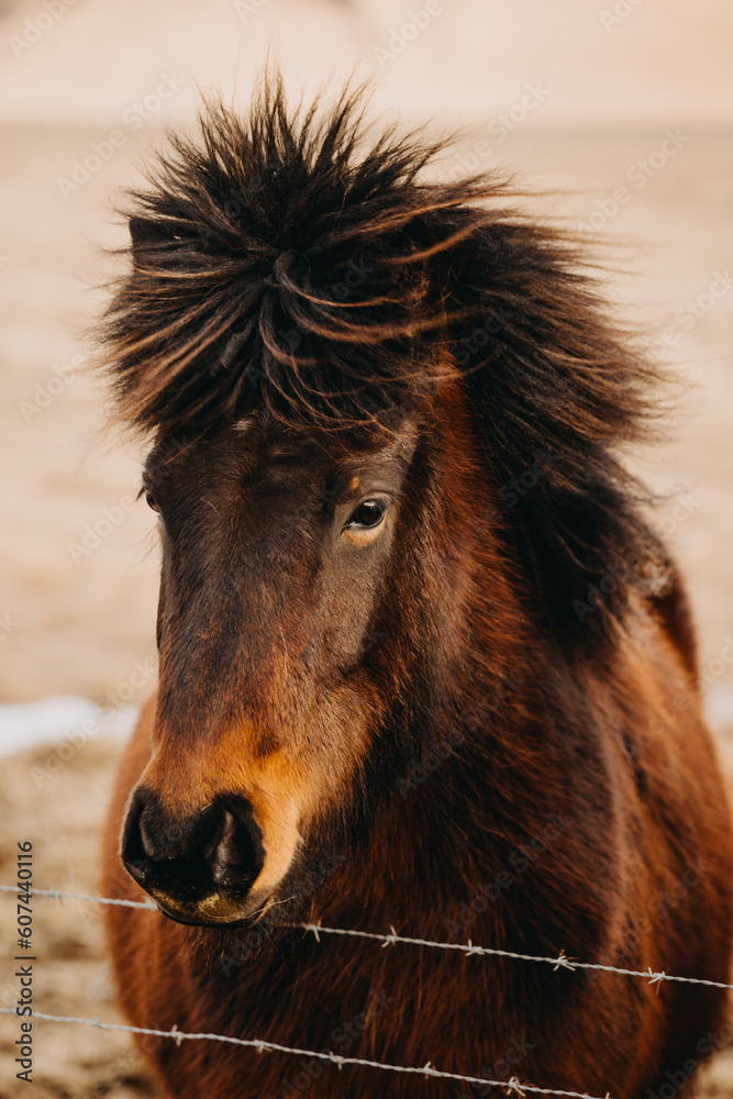 Icelandic horses in their natural habitat - on the endless landscapes of Iceland. Caught in the golden hour. Icelandic horses in their natural habitat - on the endless landscapes of Iceland. Caught in the golden hour.