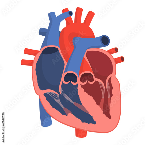 Healthy human heart organ anatomy