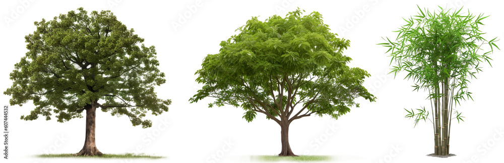 Fototapeta premium Collection of trees isolated on transparent background, Generative Ai