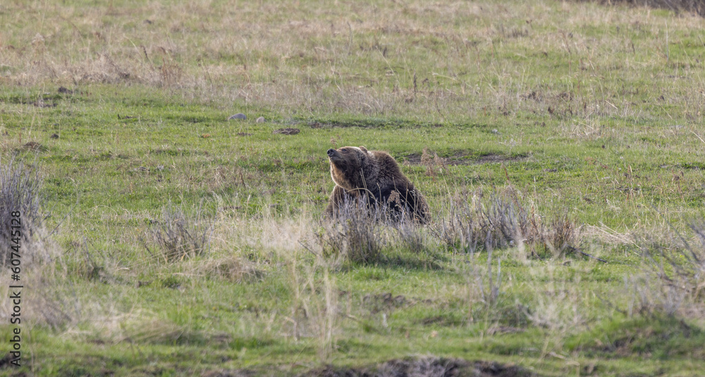 Grizzly Bear in Yellowstone National Park in Springtime Grizzly Bear in Yellowstone National Park in Springtime