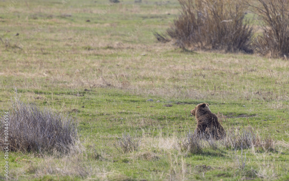 Grizzly Bear in Yellowstone National Park in Springtime Grizzly Bear in Yellowstone National Park in Springtime