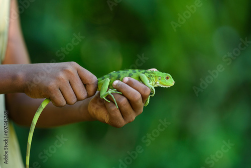 person holding a lizard