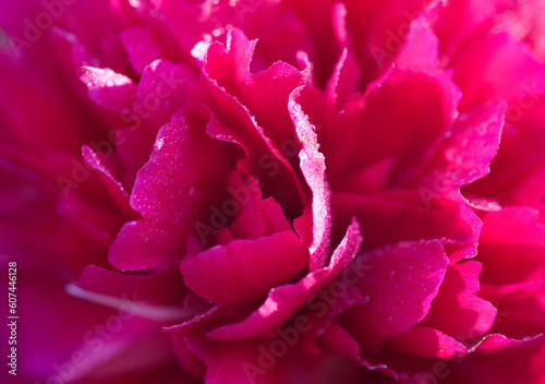 Felix Supreme peony. A beautiful ruby-red peony, packed with petals. Close up. Very detailed macro.