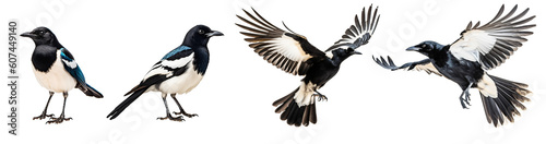 Canvas Print Set of flying and sitting magpie, raven, crow bird on the transparent background PNG