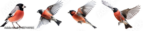 Fotografie, Tablou Set of flying and sitting bullfinch bird on the transparent background PNG