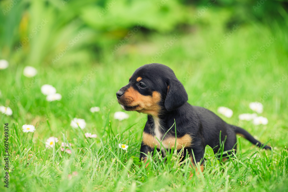 Small black dachshund puppy walk on a green grass outdoor