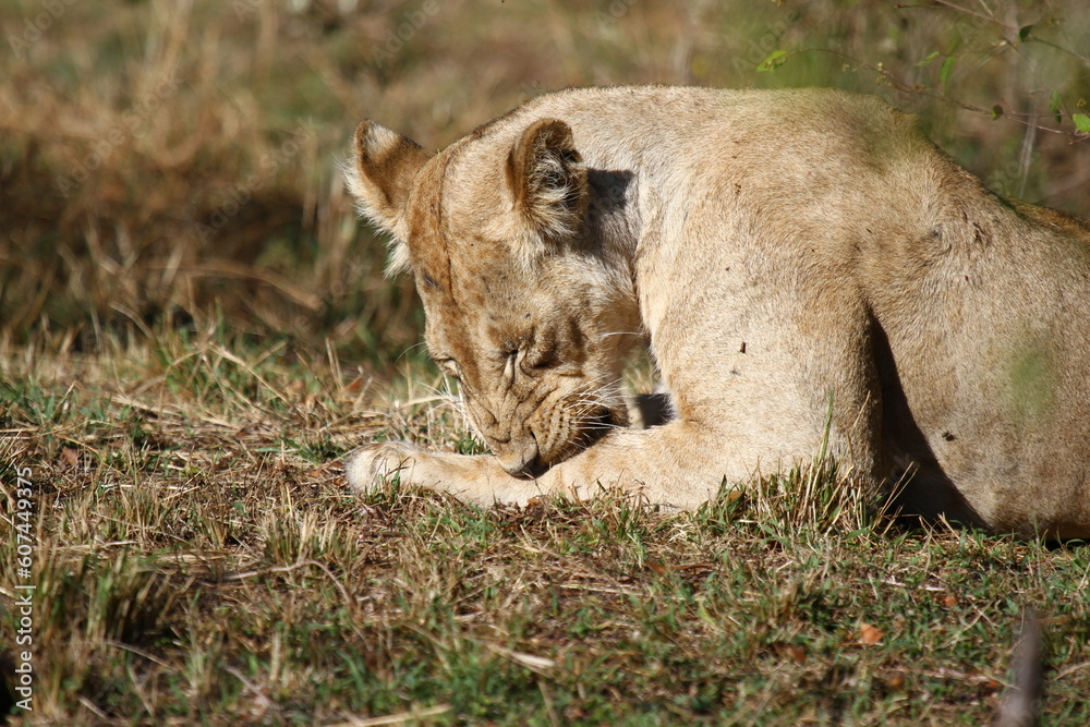 Grown-up lion cub nibbling at his paw and squinting in the sun, a close-up Grown-up lion cub nibbling at his paw and squinting in the sun, a close-up