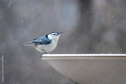 Winter's Resident, a White Breasted Nuthatch (Sitta carolinensis). Creeper species lands on a heated birdbath, a welcome spot for water and warmth in a cold winter snow flurry
