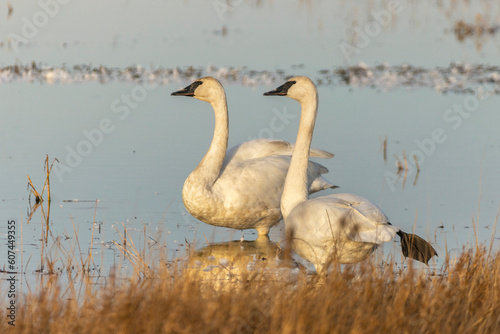 Fotografie A consummate pair, Trumpeter Swan (Cygnus buccinator) couple