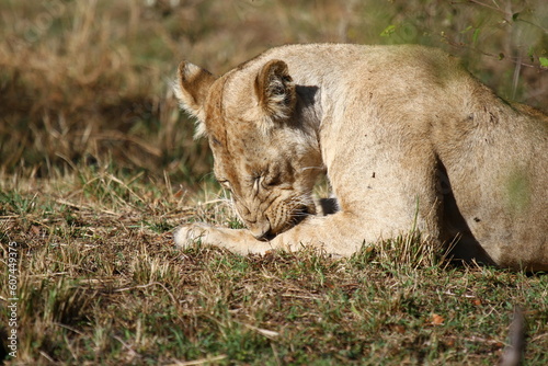 Grown-up lion cub nibbling at his paw and squinting in the sun, a close-up