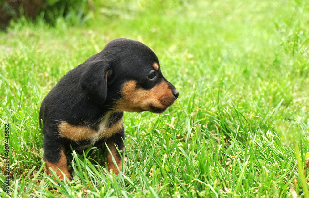Dachshund puppy dog siiting in the green grass Dachshund puppy dog siiting in the green grass