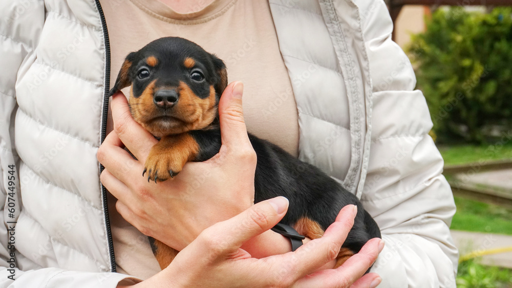 Small puppy in the hands of a woman