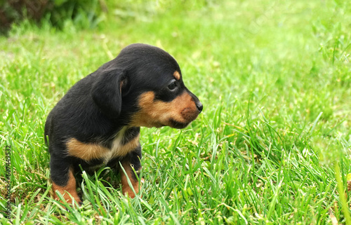 Dachshund puppy dog siiting in the green grass © Kryuchka Yaroslav