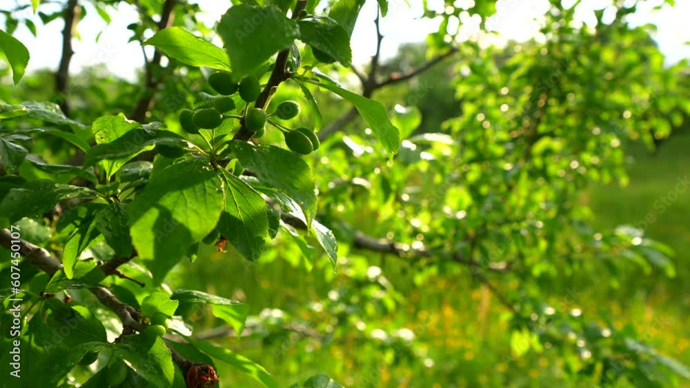 Farming and agriculture industry with fruit trees. 4K close up video with some tiny young plums in a tree. Sunset light landscape after a rain in an orchards. Farming and agriculture industry with fruit trees. 4K close up video with some tiny young plums in a tree. Sunset light landscape after a rain in an orchards.