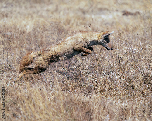 Golden Jackal jumping on a Bush Rat 