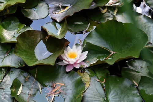 Photography of wild lotus flower on the water surface