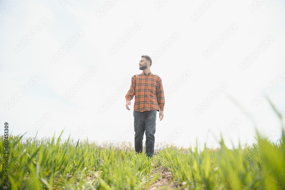 A young farmer inspects the quality of wheat sprouts in the field. The concept of agriculture.