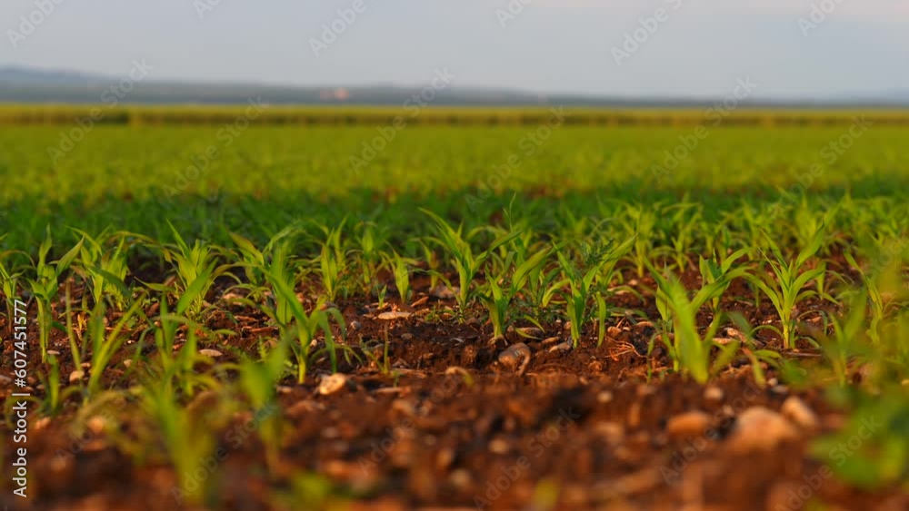 4K close up with a field of small corn plants in a spring landscape during a beautiful sunset. Farming and agriculture industry.