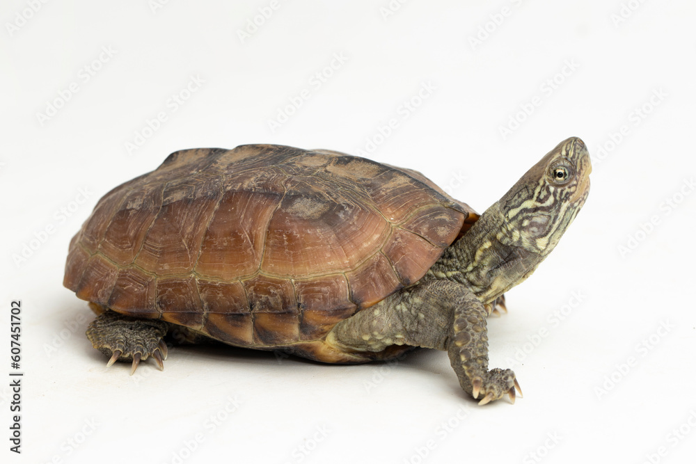 The razor-backed musk turtle (Sternotherus carinatus) isolated on white background - obrazy, fototapety, plakaty 