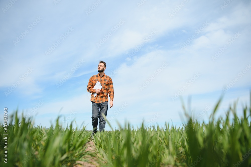 A young farmer inspects the quality of wheat sprouts in the field. The concept of agriculture. A young farmer inspects the quality of wheat sprouts in the field. The concept of agriculture.