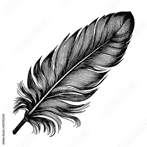 feather vintage vector sketch