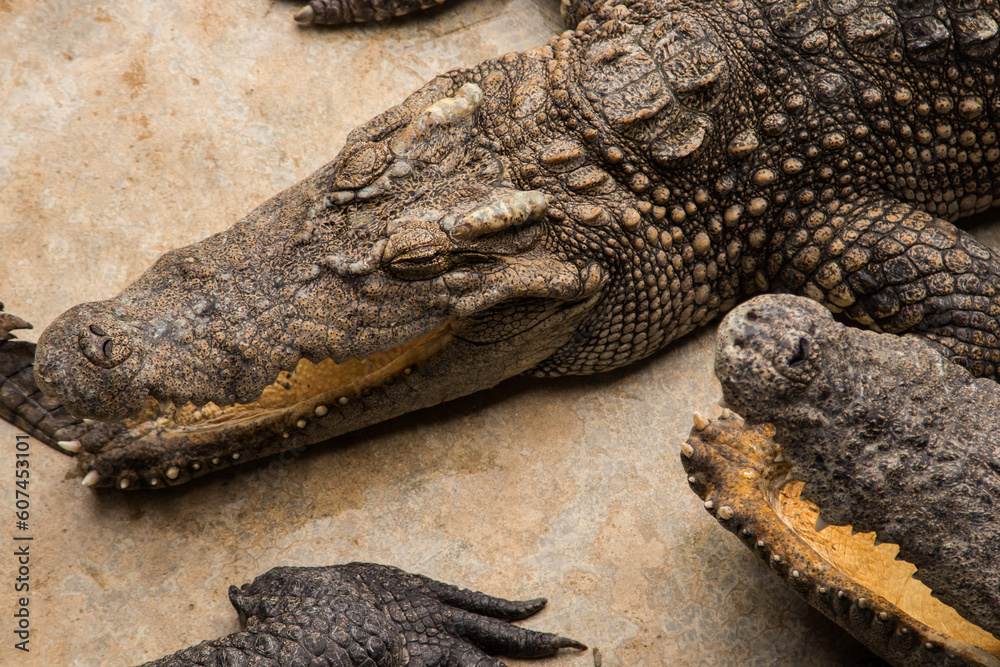 Obraz premium Crocodiles bask in the sun. Crocodiles in the pond. Crocodile farm. Cultivation of crocodiles.Crocodiles gathered for feeding, they are waiting for food.