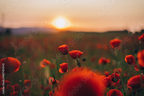 field of poppies © Stanislav