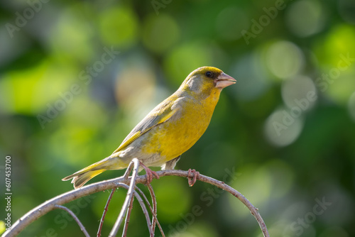 European greenfinch (Chloris chloris) on a small twig on a green background with rings. A small European bird. © Antonín