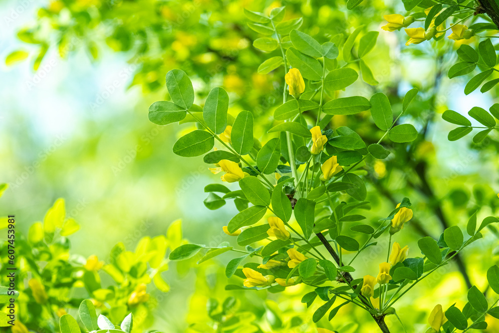 bright green young shoots and leaves of yellow acacia,Caragana arborescens
