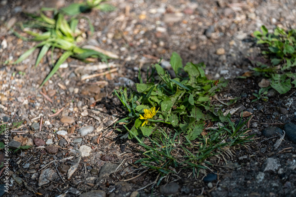 green young plants make their way through through a stone path, through through a stone green young plants make their way through through a stone path, through through a stone