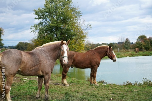 horse and foal