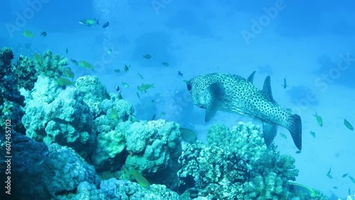 Porcupinefish also commonly called blowfish or balloonfish and globefish at the bottom of the Red sea in Egypt photo