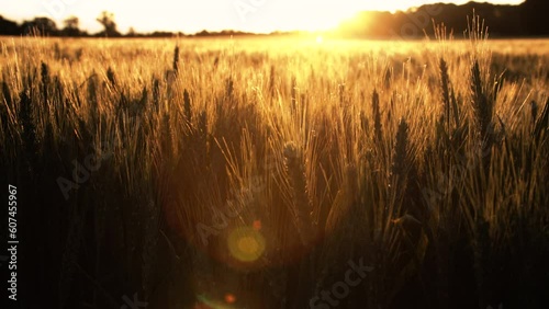 4K clip of wheat or barley field blowing in the wind at sunset or sunrise

