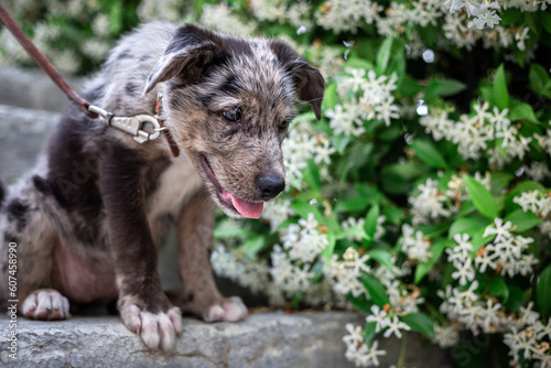 portrait of happy grey puppy sitting on the stairs next to blooming flowers