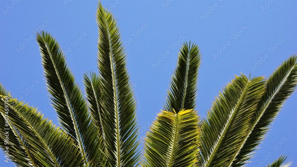 palm tree leaves as a background palm tree leaves as a background