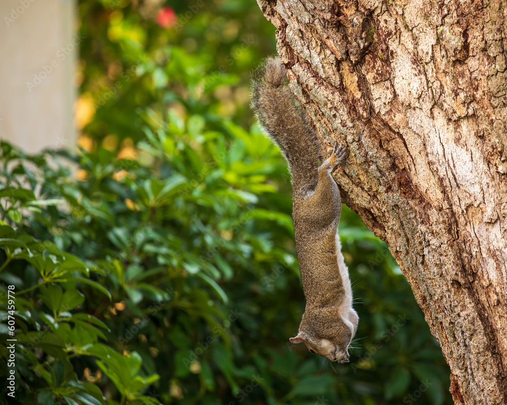 Fototapeta premium Squirrel hanging from a tree