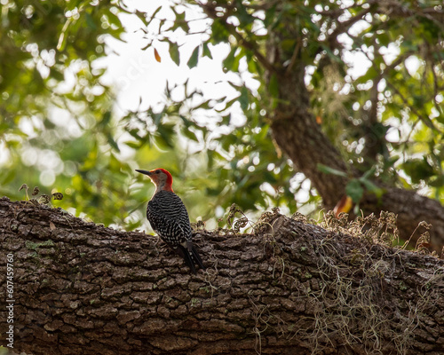 Red headed woodpecker perched in a tree