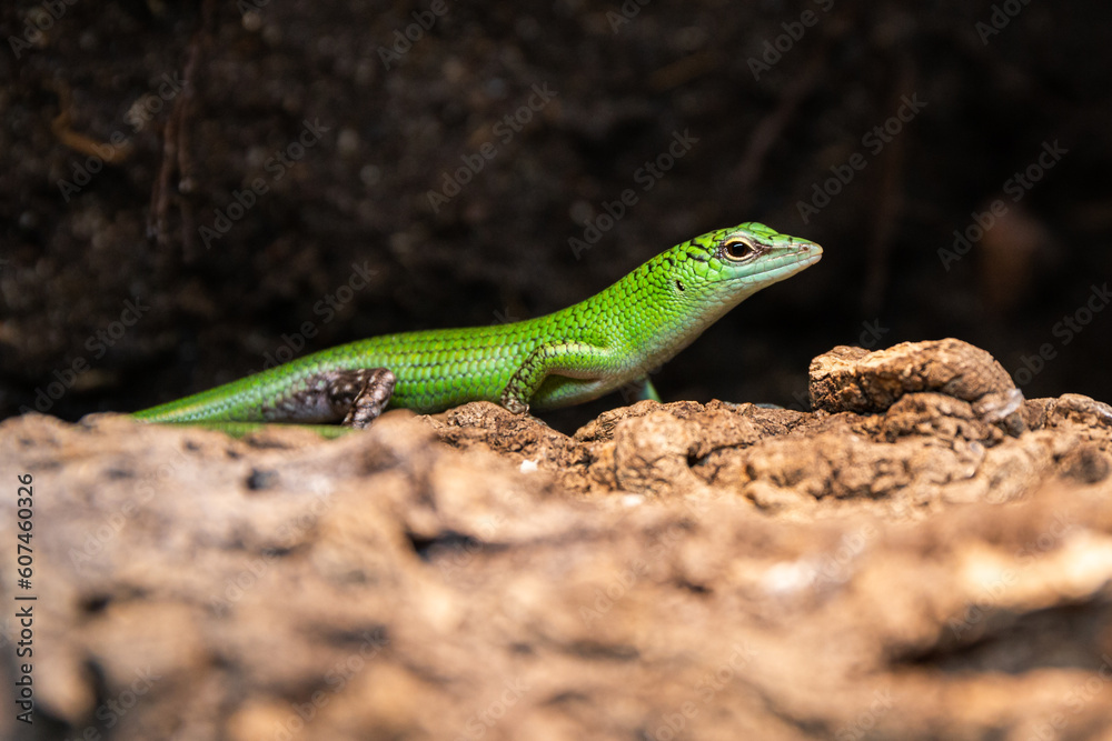 green lizard on a tree green lizard on a tree