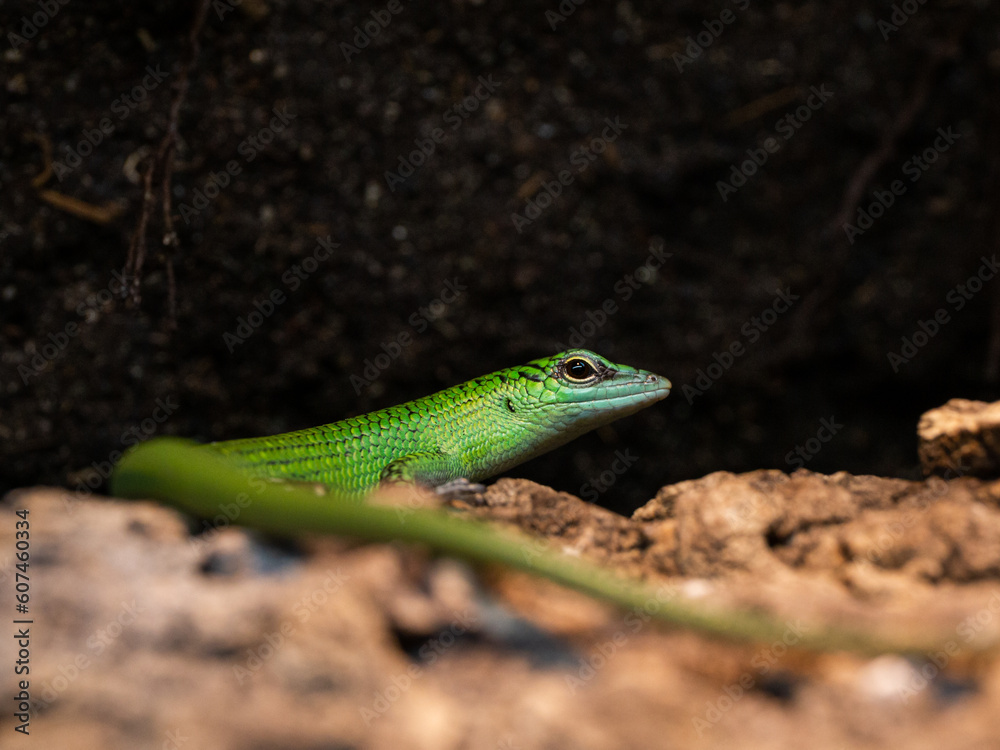 green lizard on a branch green lizard on a branch