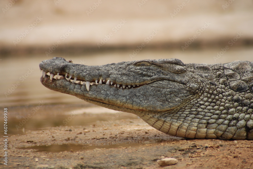 Obraz premium crocodile 