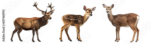 Fotografie, Obraz Set of deer isolated on transparent background - Generative AI