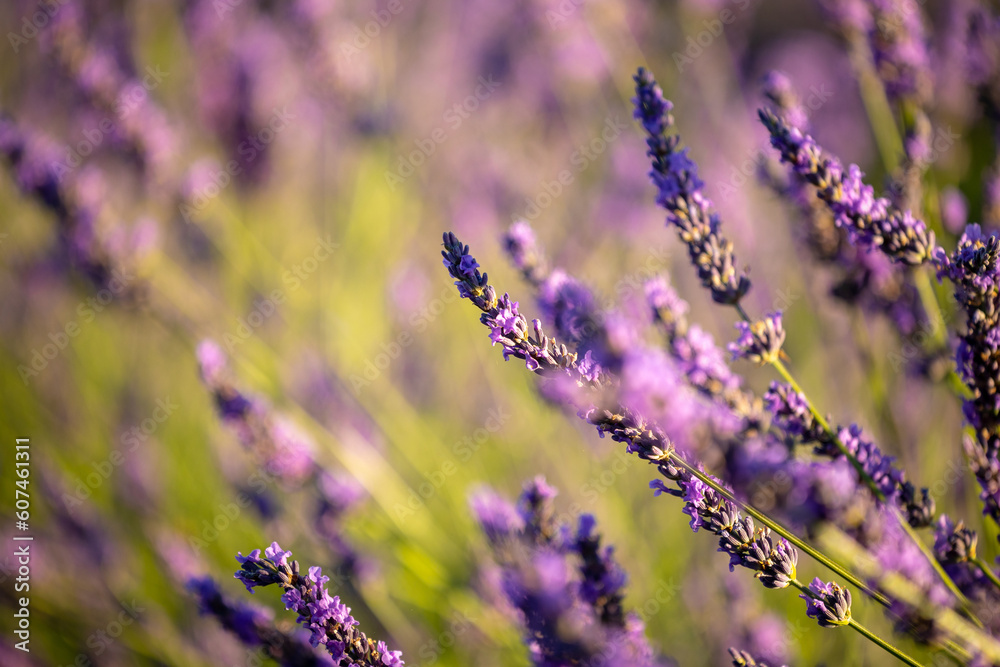Obraz premium Summer, sunny and warm view of the lavender fields in Provence near the town of Valensole in France. Lavender fields have been attracting crowds of tourists to this region for years.
