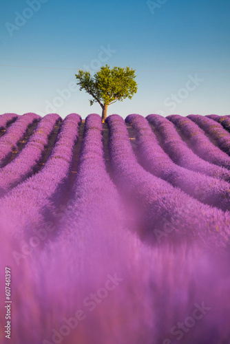 Summer, sunny and warm view of the lavender fields in Provence near the town of Valensole in France. Lavender fields have been attracting crowds of tourists to this region for years.