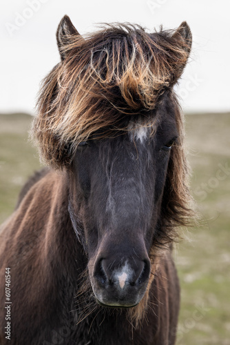 Portrait of brown icelandic horse with wild hairstyle 